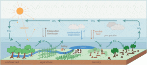carbon-cycle-large